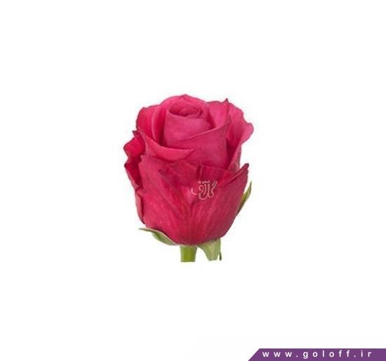 سایت گل وگیاه - گل رز هلندی مودی بلوز - Rose | گل آف